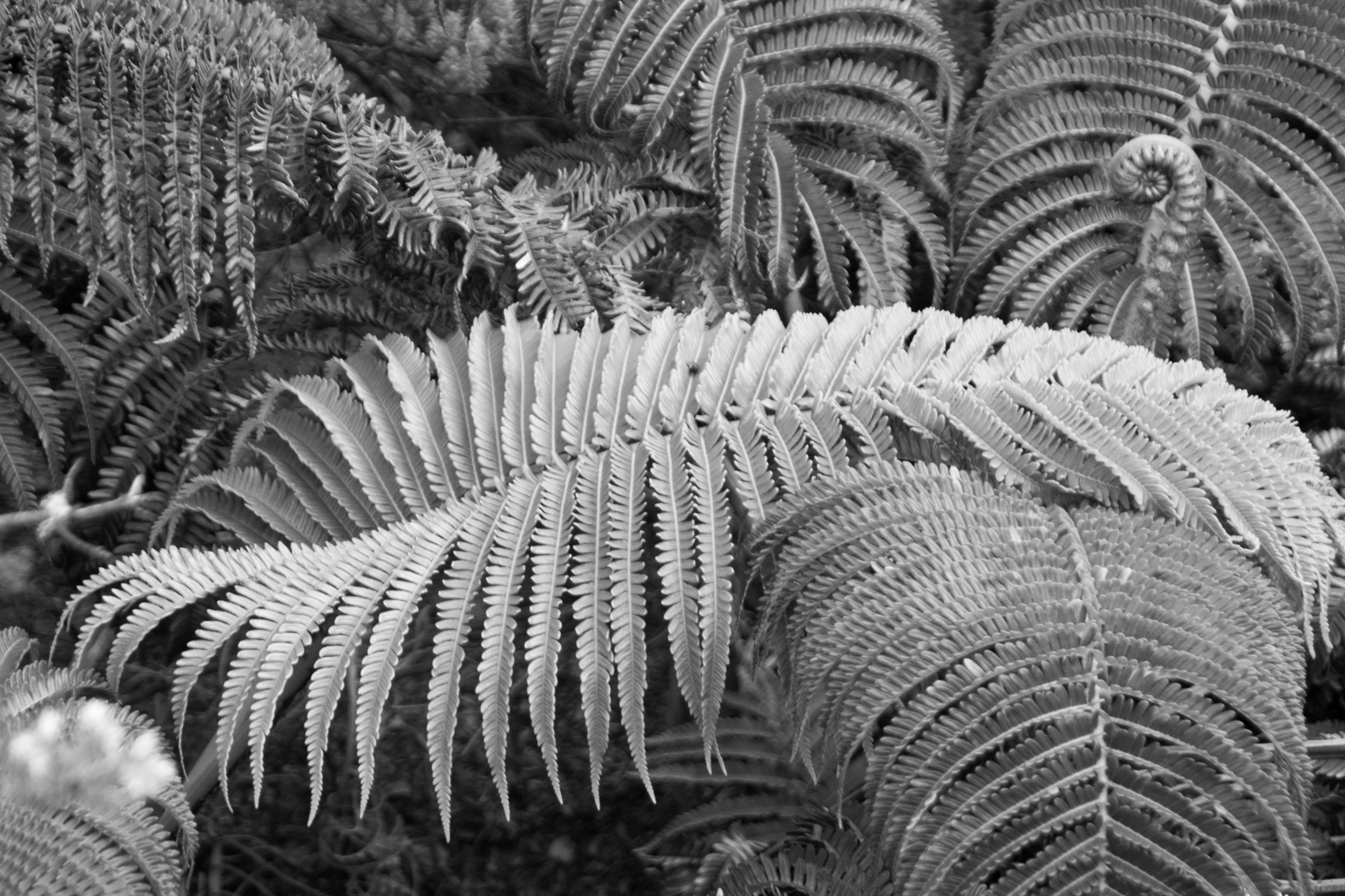 Fern Hawaii